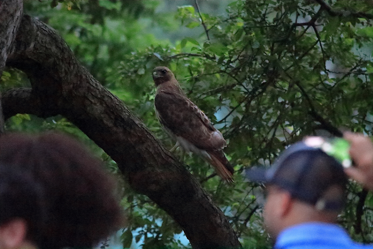 Washington Square Park Red-tailed Hawk Bobby sitting low in tree with crowd of onlookers nearby