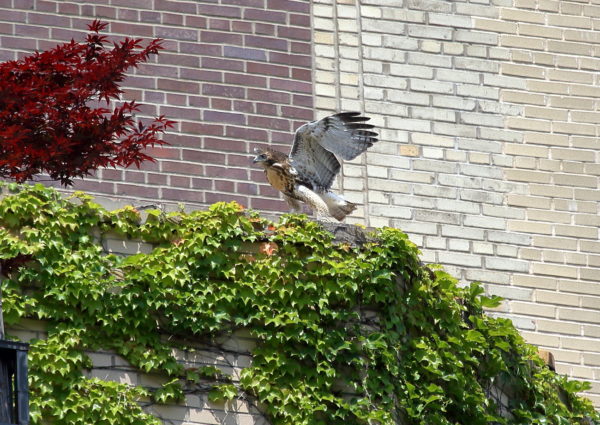 Young Red-tailed Hawk playing on apartment building terrace, Washington Square Park (NYC)
