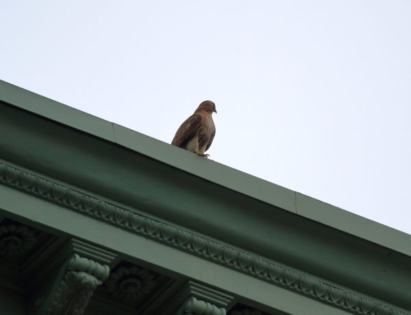 Washington Square Park Red-tailed Hawk Bobby sitting on NYU Silver Center building roof