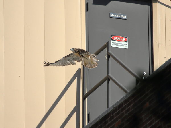 Red-tailed Hawk fledgling flying above NYU building, Washington Square Park (NYC)