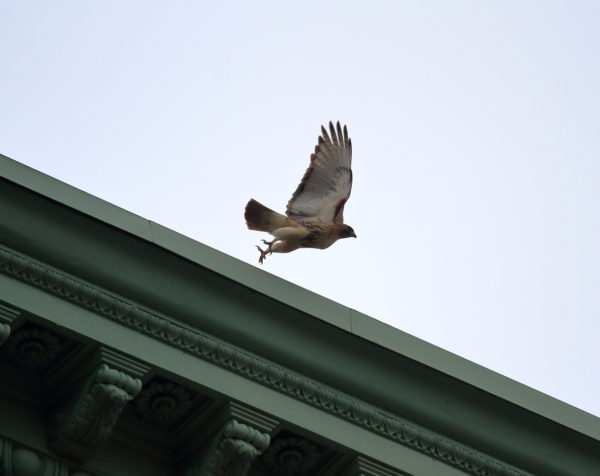 Washington Square Park Red-tailed Hawk Bobby flying off NYU building roof, NYC