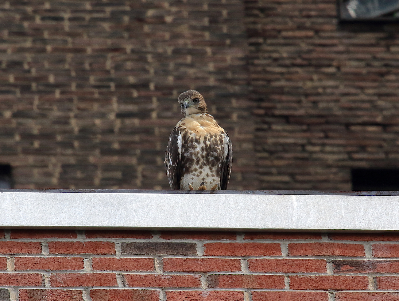 Red-tailed Hawk fledgling sitting on NYU building, Washington Square Park (NYC)