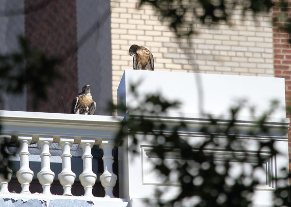 Two Red-tailed Hawk fledglings sitting together on NYU building. One crying. Washington Square Park (NYC)