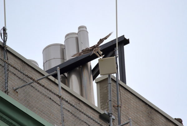 Fledgling Red-tailed Hawk landing on antenna of NYU building roof, Washington Square Park (NYC)