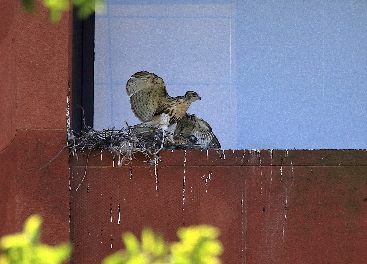 NYU Hawk cam Red-tailed Hawk baby sitting in nest with wings outstretched, Washington Square Park (NYC)