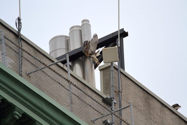 Red-tailed Hawk fledgling jumping off NYU building perch with wings upright, Washington Square Park (NYC)