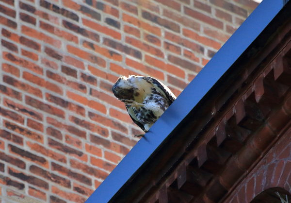 Fledgling Red-tailed Hawk scratching itself on building perch, Washington Square Park (NYC)