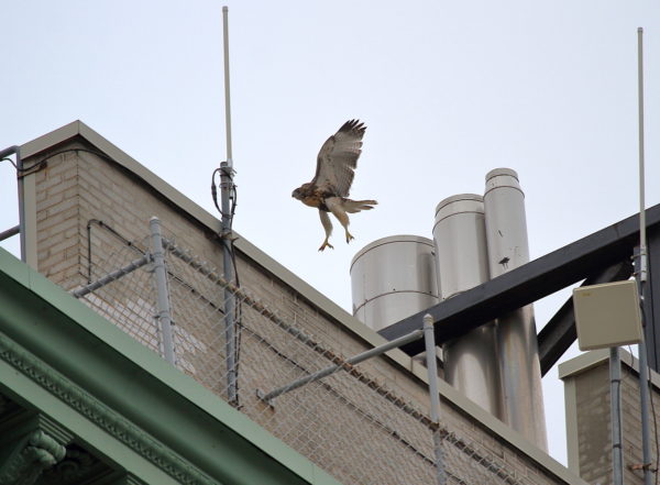 Red-tailed Hawk fledgling flying over NYU building top, Washington Square Park (NYC)