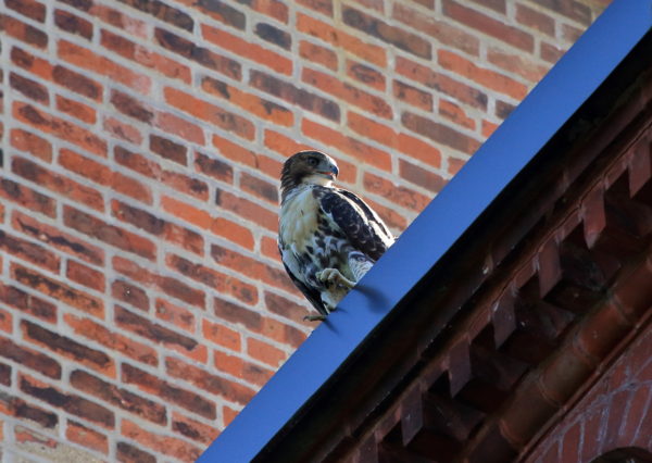 Fledgling Red-tailed Hawk resting on building, Washington Square Park (NYC)