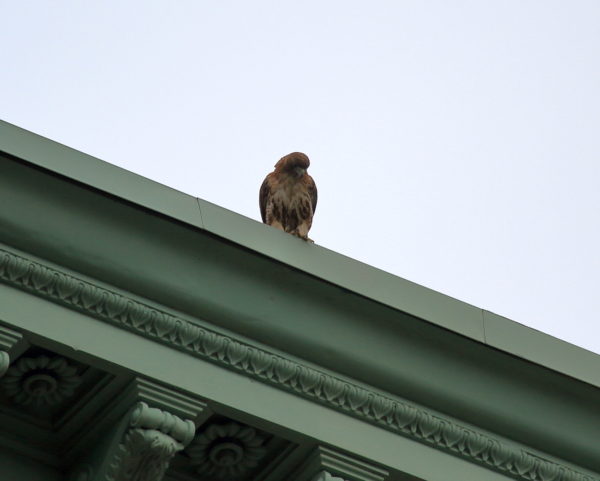 Washington Square Park female Red-tailed Hawk Sadie sitting on NYU building, NYC