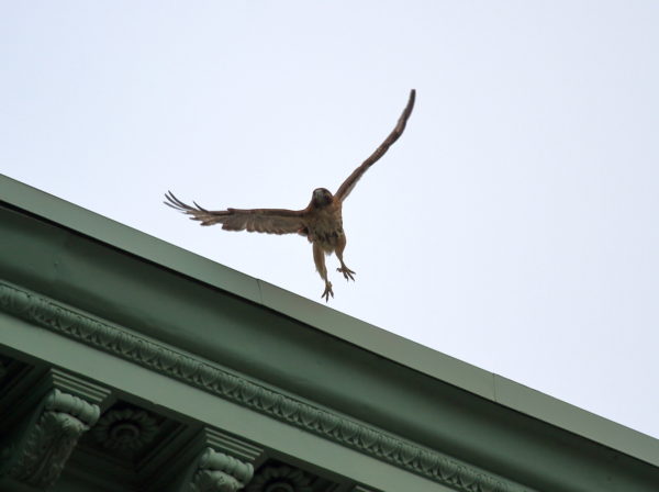 Washington Square Park Red-tailed Hawk Sadie leaping off NYU building roof, NYC