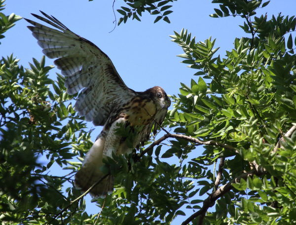 Washington Square Park NYU Red-tailed Hawk cam fledgling balancing in park tree