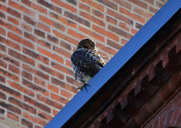 Fledgling Red-tailed Hawk preening on building, Washington Square Park (NYC)
