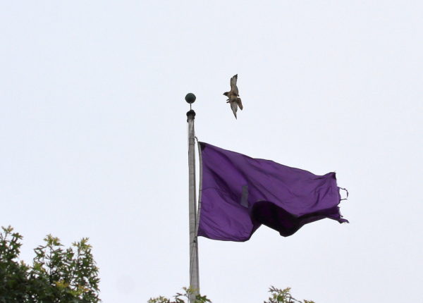 Washington Square Park Red-tailed Hawk Sadie about to land on purple NYU flag, NYC