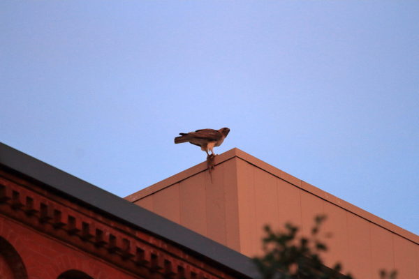 Red-tailed Hawk adult with rat on NYU building, Bobby of Washington Square Park (NYC)
