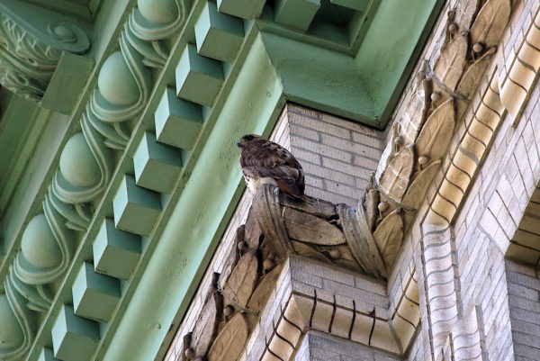 Male adult Red-tailed Hawk perched building corner, Bobby of Washington Square Park (NYC)