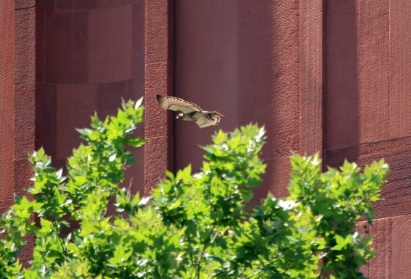Red-tailed Hawk flying past NYU Bobst Library with prey, Bobby of Washington Square Park (NYC)
