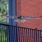 Young Red-tailed Hawk fledgling flying from railing, Washington Square Park Hawk NYC