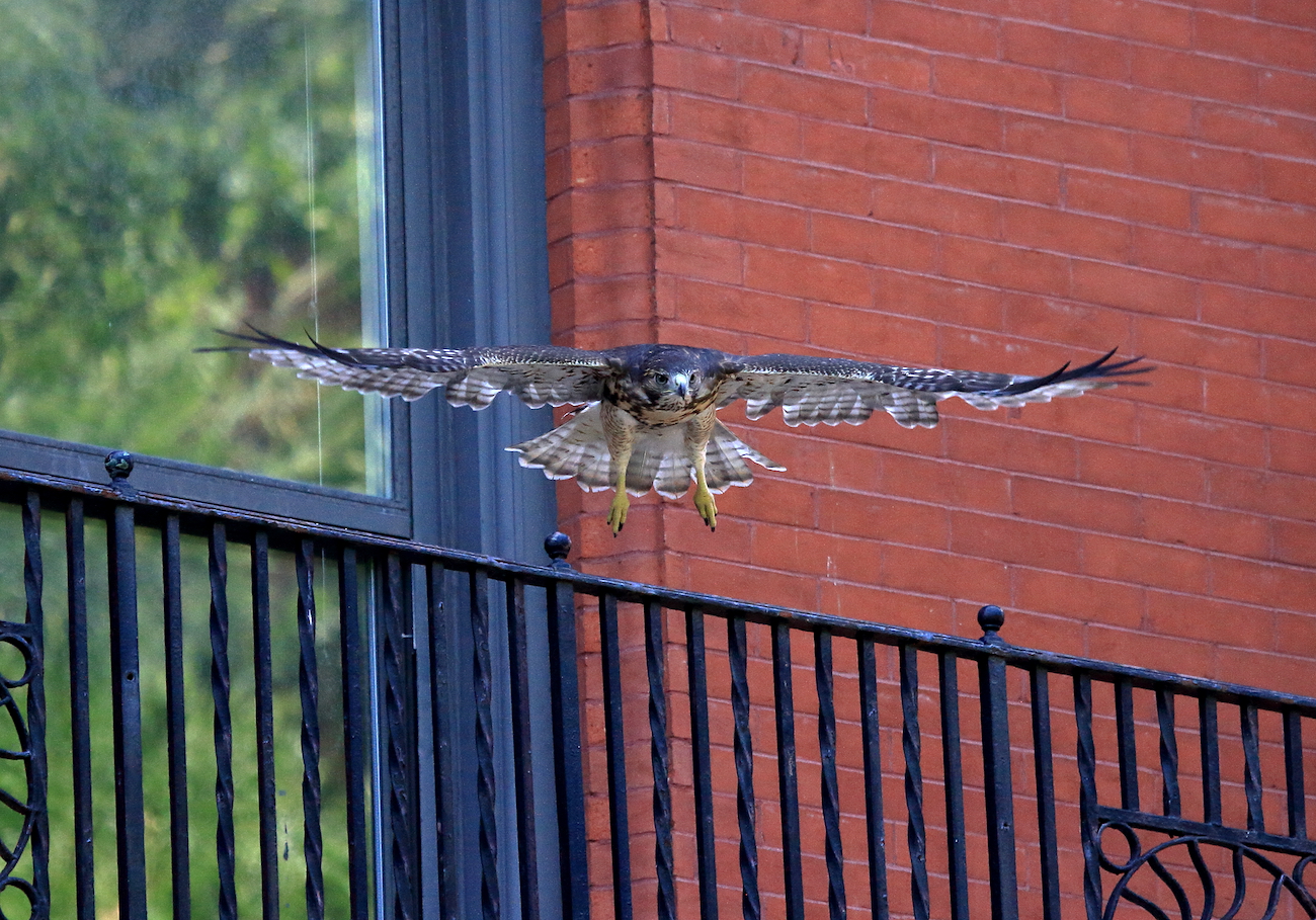 Young Red-tailed Hawk fledgling flying from railing, Washington Square Park Hawk NYC