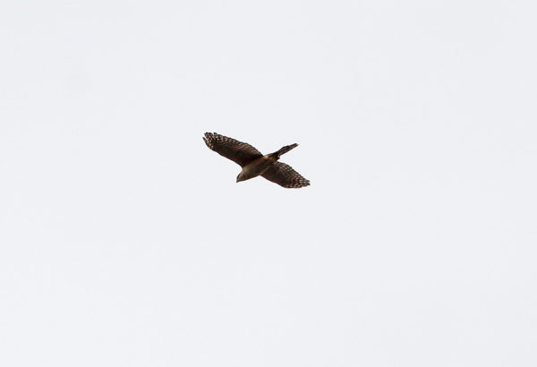 Coopers Hawk flying over NYC