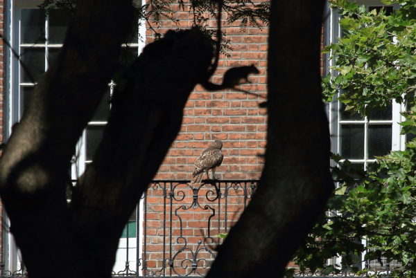 NYC Red-tailed Hawk fledgling sitting on NYU building railing outside Washington Square Park