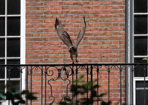 NYC Red-tailed Hawk fledgling jumping off NYU building railing