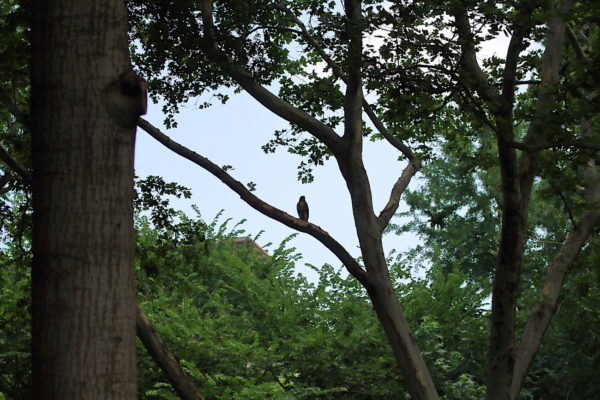 Washington Square Park Hawk fledgling
