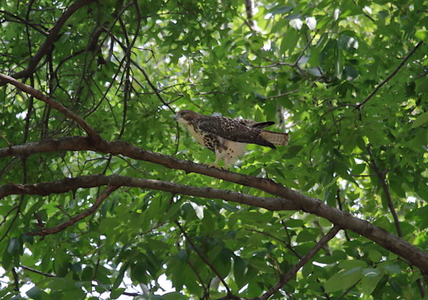 NYC Red-tailed Hawk cam fledgling sitting on a Washington Square Park tree