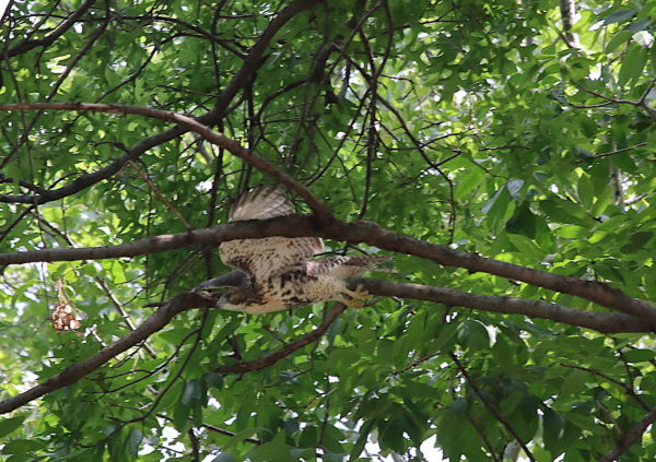 NYC Red-tailed Hawk cam fledgling jumping off Washington Square Park tree