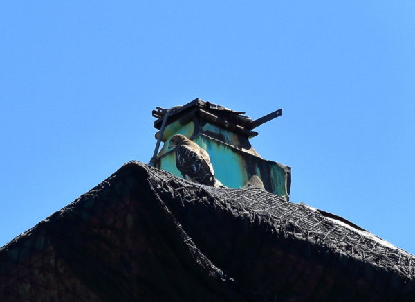 Red-tailed Hawk fledgling sitting on building top Washington Square Park (NYC)