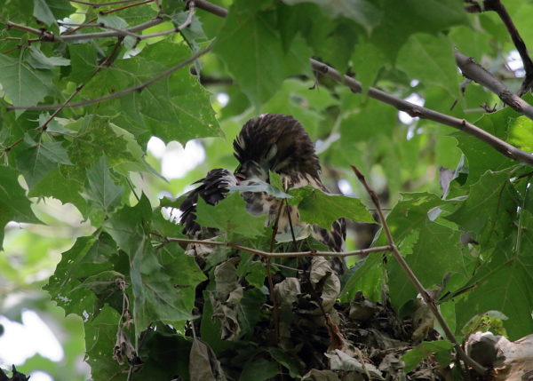 Young Red-tailed Hawk fledgling sitting preening in squirrel nest, Washington Square Park (NYC)