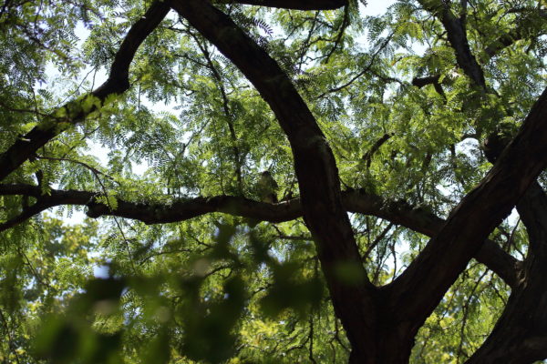 NYC Red-tailed Hawk fledgling sitting in distant tree, Washington Square Park