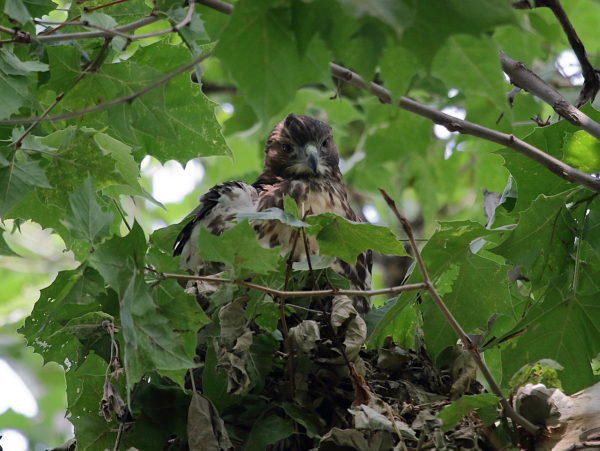 Young Red-tailed Hawk fledgling sitting in squirrel nest, Washington Square Park (NYC)