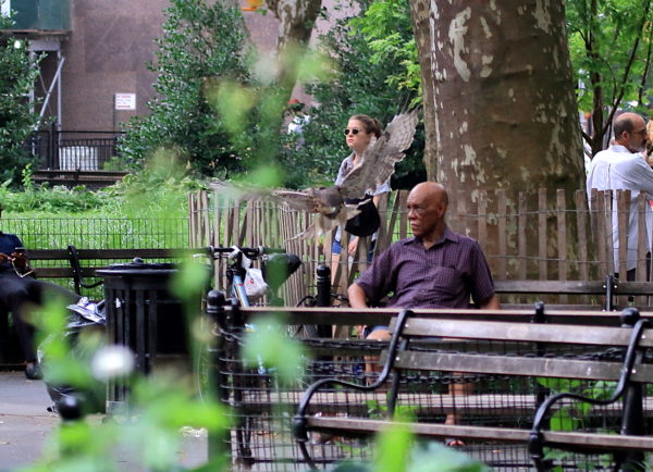 Young Red-tailed Hawk fledgling flying past people to land on path, Washington Square Park (NYC)