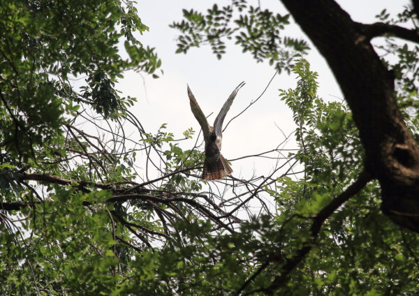 NYC Red-tailed Hawk cam fledgling balancing itself on thin Washington Square Park tree branch