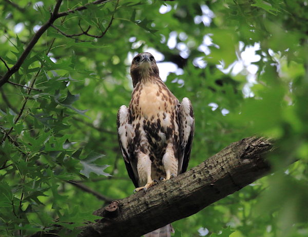 Young Red-tailed Hawk fledgling sitting on tree looking intently at something in the distance, Washington Square Park (NYC)