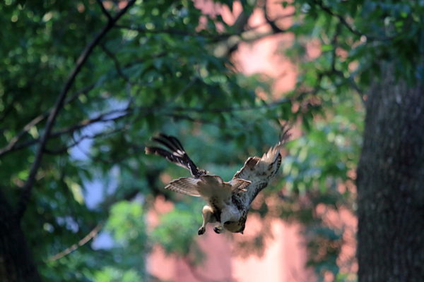 Red-tailed Hawk fledgling diving from a tree to the ground, Washington Square Park (NYC)