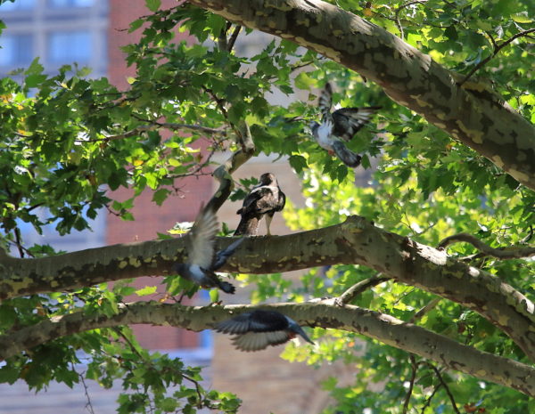 NYC Red-tailed Hawk fledgling sitting on Washington Square Park tree branch with pigeons flying around