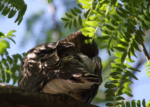 NYC Red-tailed Hawk fledgling preening back sitting in tree, Washington Square Park