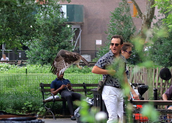 Young Red-tailed Hawk fledgling flying past startled man, Washington Square Park (NYC)