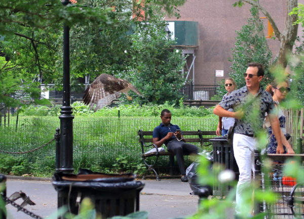 Young Red-tailed Hawk fledgling flying away from startled man, Washington Square Park (NYC)