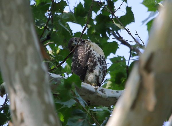 NYC Red-tailed Hawk fledgling sitting in tree head cocked to the side, Washington Square Park