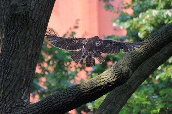 Red-tailed Hawk fledgling landing in a tree, Washington Square Park (NYC)