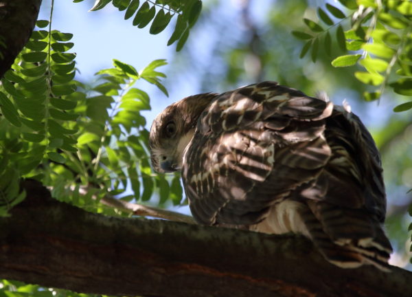 NYC Red-tailed Hawk fledgling looking down sitting in tree, Washington Square Park