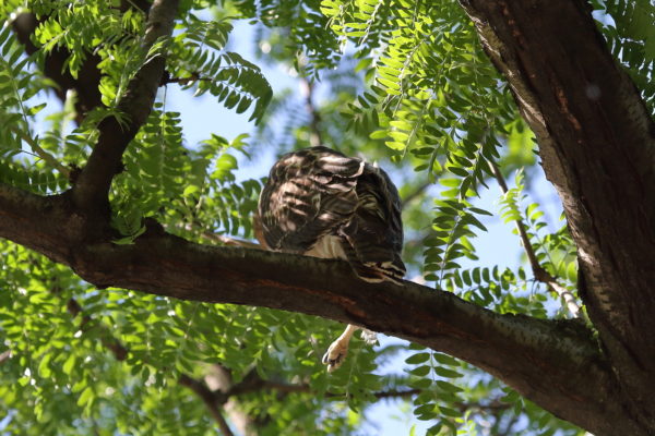 NYC Red-tailed Hawk fledgling resting in tree with foot hanging down, Washington Square Park