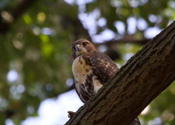 NYC Red-tailed Hawk fledgling sitting on Washington Square Park tree branch
