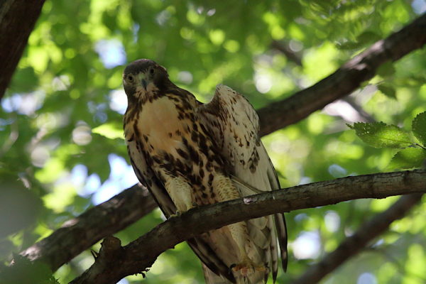 NYC Red-tailed Hawk fledgling stretching wing and foot in Washington Square Park tree