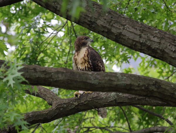 Young Red-tailed Hawk fledgling sitting on tree branch, Washington Square Park (NYC)