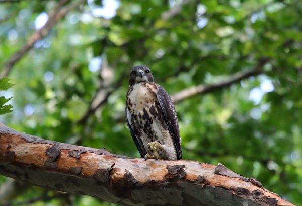 NYC Red-tailed Hawk fledgling sitting in tree with foot raised in relaxation, Washington Square Park