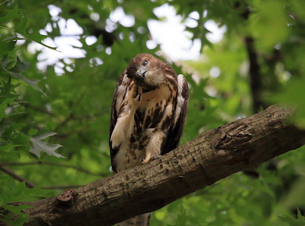 Red-tailed Hawk sitting on tree scratching its face, Washington Square Park (NYC)